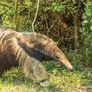 Un oso hormiguero apareció en Brasil y habría migrado desde Argentina. Un oso hormiguero apareció en Brasil y habría migrado desde Argentina.