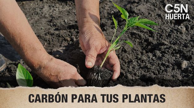 C5N | Huerta, propiedades del carbón para plantas
