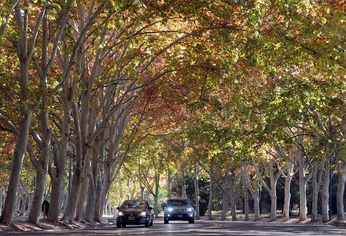El árbol plátano de sombra que inunda las calles de la Ciudad de Buenos Aires con sus semillas con filamentos peludos.