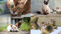 Las razas de gatos que son las más inteligentes según un estudio. Las razas de gatos que son las más inteligentes según un estudio.