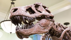 Subastan un descomunal esqueleto de Tinarosaurio Rex: ¿Cuánto vale comprar un dinosaurio? Subastan un descomunal esqueleto de Tinarosaurio Rex: ¿Cuánto vale comprar un dinosaurio?