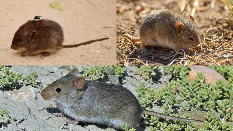 Especies de roedores sospechosas de contagiar hantavirus en el sur de Argentina: el Oligoryzomys longicaudatus (arriba izq), el Abrothrix hirta (arriba der) y el Abrothrix olivacea (abajo).