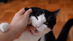 Especialistas en veterinaria ofrecen recomendaciones clave para entender por qué un perro puede morder y cómo actuar de manera adecuada frente a esa situación. &nbsp;