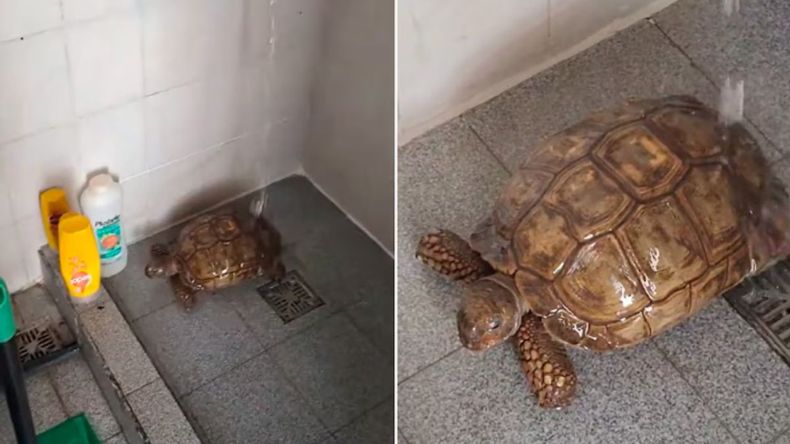 Sorpresa: estaba limpiando el patio y se encontró con una tortuga que ¡se divertía con el agua!