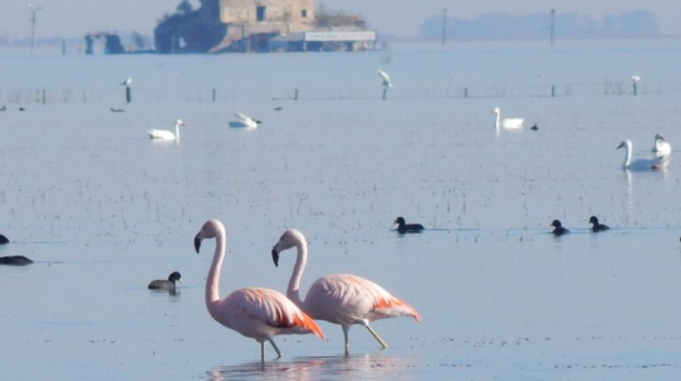Los flamencos color salmón son una de las postales más llamativas.