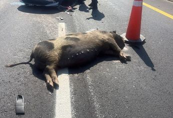 El animal murió en el acto producto de la embestida de uno de los autos.