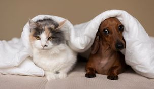 Un reciente estudio reveló cuál es la mascota más adecuada para compartir la cama con sus dueños a la hora de dormir