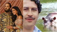 un magnate de la india ofrecio salvar a los 80 hipopotamos de la coca de pablo escobar un magnate de la india ofrecio salvar a los 80 hipopotamos de la coca de pablo escobar