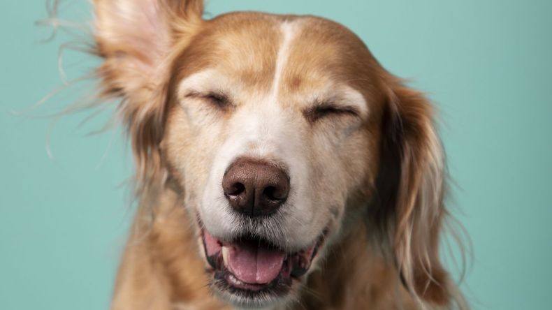 Los resultados obtenidos podrían transformar nuestra comprensión sobre la inteligencia y la empatía de los perros. 