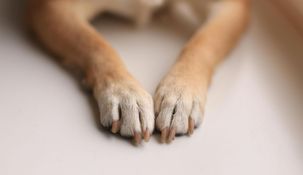 Si no se mantiene en buen estado, su deterioro puede generar molestias físicas, alterar la forma de caminar o incluso causar lesiones en las patas &nbsp;