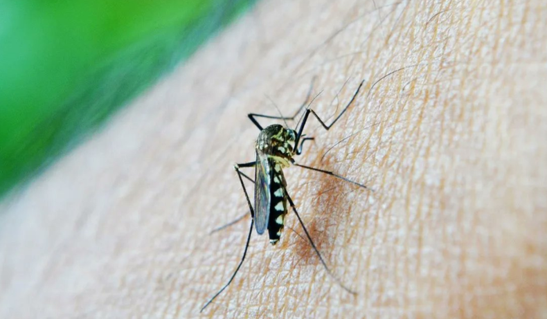 El mosquito Aedes aegypti transmite el dengue.