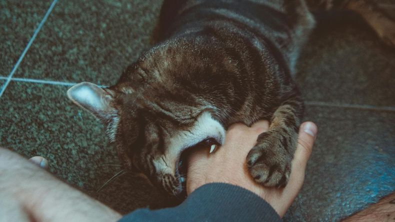 Los veterinarios advierten que las mordidas en gatos, aunque a veces se interpretan como una forma de juego o afecto, no deberían considerarse una conducta normal