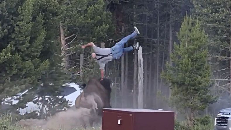Los bisontes pueden correr tres veces más rápido que los humanos