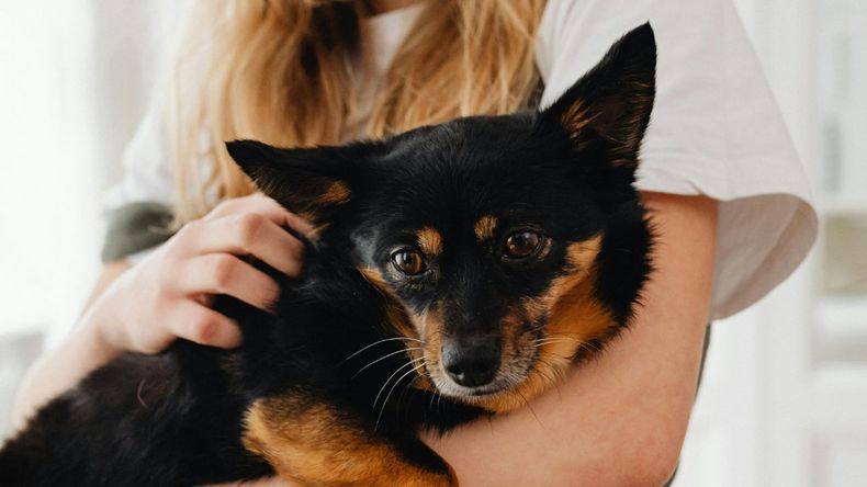 El impulso de acariciar a un animal, como un perro que pasa por la calle, puede parecer una acción cotidiana, pero revela aspectos profundos del vínculo emocional entre humanos y animales