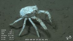 Video: los mejores momentos del streaming del Conicet desde el fondo del mar. Video: los mejores momentos del streaming del Conicet desde el fondo del mar.