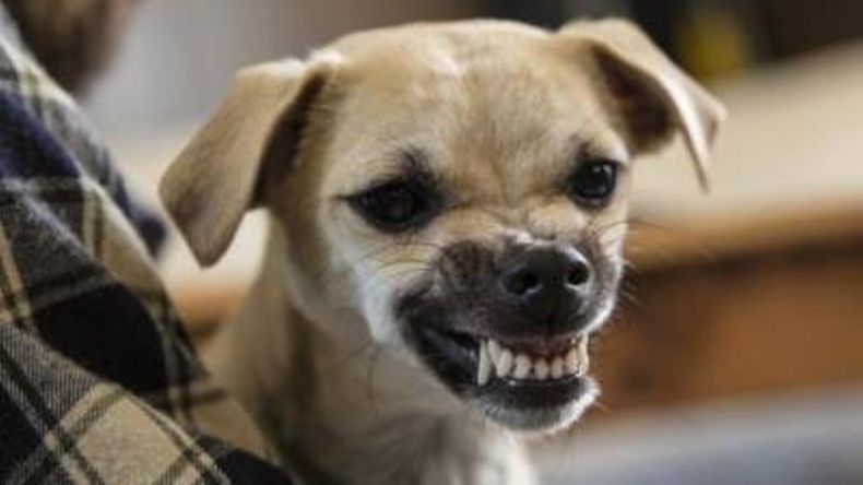 Un estudio reciente de la facultad de Medicina de la Universidad de Harvard revela algunos consejos para tener cuidado con los ataques agresivos de los perros dentro del hogar.