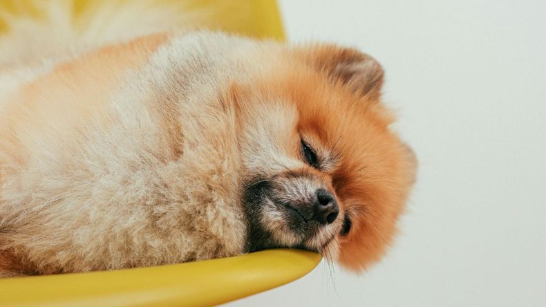 Esta duda surge porque el bienestar de los animales depende de varios factores, como la temperatura ambiente, el espacio disponible en el hogar y la edad del perro.