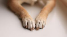 Si no se mantiene en buen estado, su deterioro puede generar molestias físicas, alterar la forma de caminar o incluso causar lesiones en las patas Si no se mantiene en buen estado, su deterioro puede generar molestias físicas, alterar la forma de caminar o incluso causar lesiones en las patas