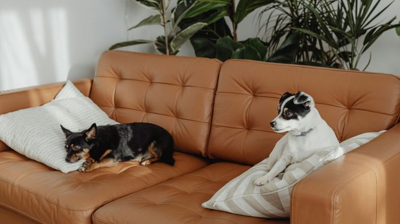 Aunque cada perro tiene necesidades diferentes, la mayoría de los expertos coinciden en que dejar a un perro solo durante más de 4 a 6 horas seguidas puede comenzar a afectar su salud física y emocional.