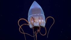 La transmisión en vivo comenzó el 23 de julio. La transmisión en vivo comenzó el 23 de julio.