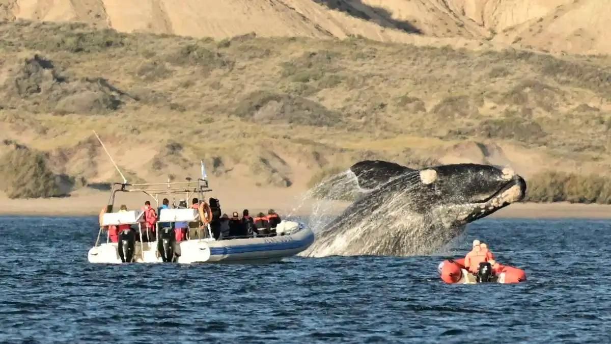 Turismo en Argentina: el destino del sur que es ideal para los amantes de la vida marina