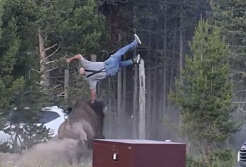 Los bisontes pueden correr tres veces más rápido que los humanos, advirtieron desde el parque nacional.&nbsp;