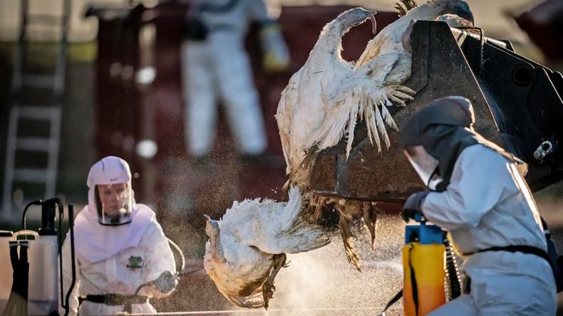 Alerta en el mundo: casos de gripe aviar en humanos.