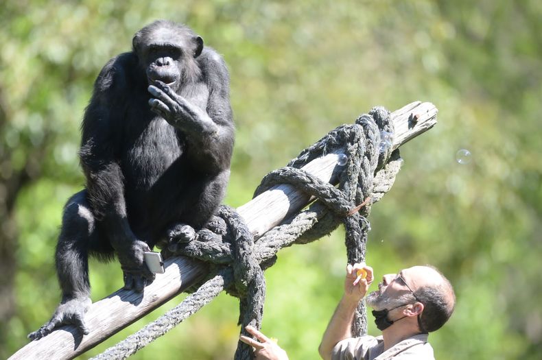 Tomy, el chimpancé del Ecoparque de La Plata.