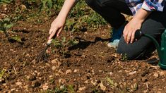 Estas plantas no solo enriquecen las comidas, sino que también generan un entorno más diverso y saludable. Estas plantas no solo enriquecen las comidas, sino que también generan un entorno más diverso y saludable.