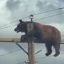 Un oso negro murió electrocutado tras trepar a un poste de alta tensión