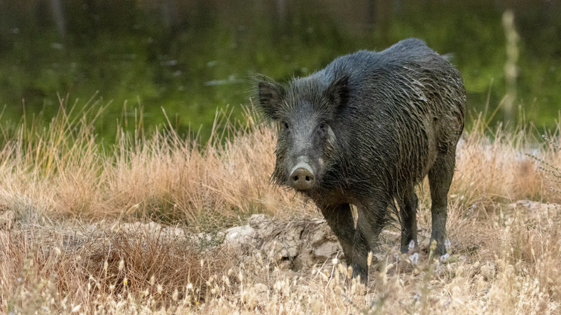 La víctima falleció como consecuencia de las graves heridas que le produjo el ataque. 