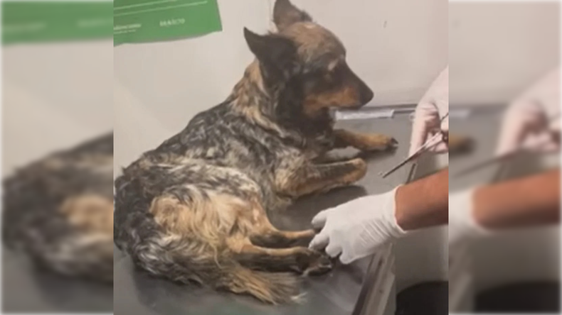 Los perros a cargo del hombre presentaban graves problemas de salud.