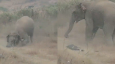 Se registraron varios ataques de elefantes a personas en India. Se registraron varios ataques de elefantes a personas en India.