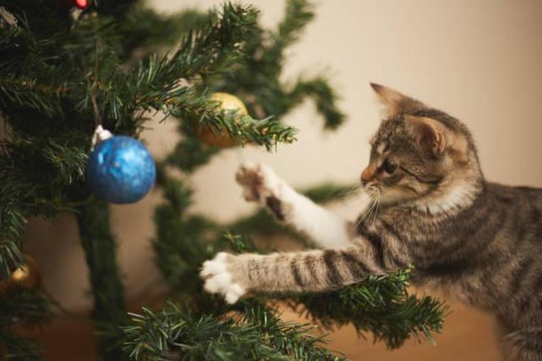 Nueve consejos infalibles para que tu gato no destruya el árbol de Navidad