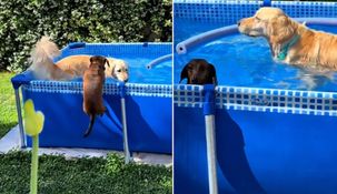 La salchicha nadadora que se robó todos los corazones en TikTok.
