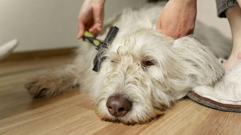 Con algunos hábitos sencillos que puedas hacer en casa, es posible mantener a tu mascota limpia, saludable y con un buen aspecto, sin la necesidad de acudir constantemente a la peluquería canina. 