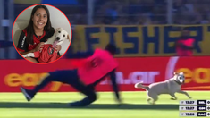 Cómo es la historia del perro que interrumpió la fecha de Rosario Central y Tigre.&nbsp;