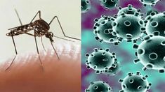 La mujer resultó ser el primer caso de coronadengue en el país en 2022. La mujer resultó ser el primer caso de coronadengue en el país en 2022.