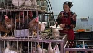 La OMS confirmó la muerte de una mujer china infectada por gripe aviar.