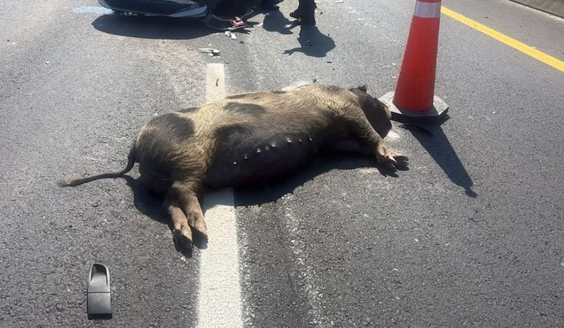 El animal murió en el acto producto de la embestida de uno de los autos.