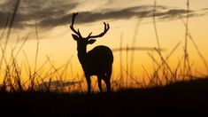 Los mejores safaris fotográficos de la Provincia de Buenos Aires. Los mejores safaris fotográficos de la Provincia de Buenos Aires.