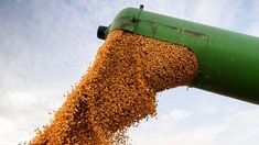 La AFIP desarticuló una millonaria maniobra de evasión con 1637 toneladas de cereales. La AFIP desarticuló una millonaria maniobra de evasión con 1637 toneladas de cereales.