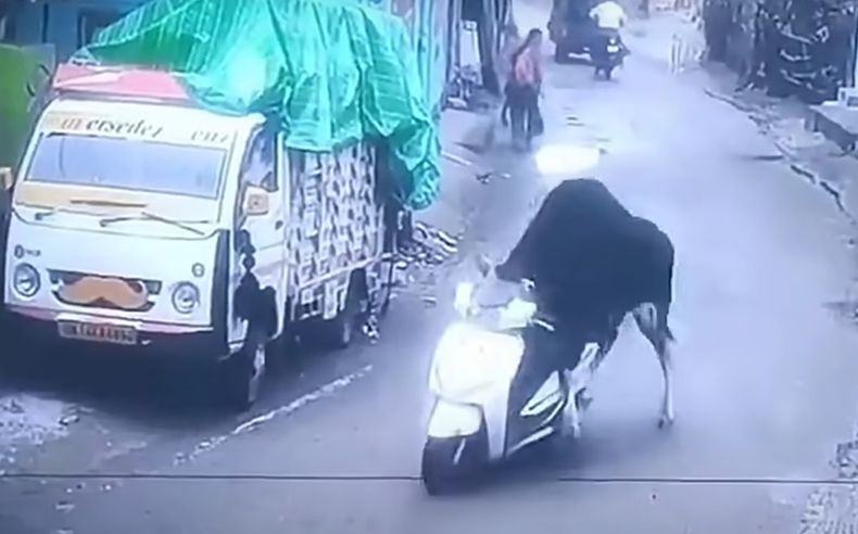 El animal recorrió varios metros montado en el scooter.
