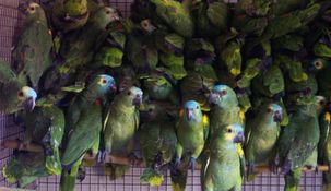 Qué es la psitacosis, la enfermedad que derivó en loros y que alarmó a los médicos.