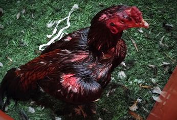Rescataron a 111 gallos de riña en un boliche de Brandsen.&nbsp;