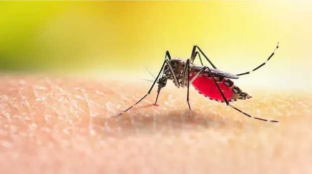 La enfermedad viral es transmitida por el mosquito Aedes aegypti.