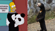 ¿Humanos disfrazadas de osos? La insólita denuncia en un zoológico en China ¿Humanos disfrazadas de osos? La insólita denuncia en un zoológico en China