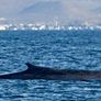 Un ejemplar de ballena azul apareción en las costas de Comodoro Rivadavia. Un ejemplar de ballena azul apareción en las costas de Comodoro Rivadavia.