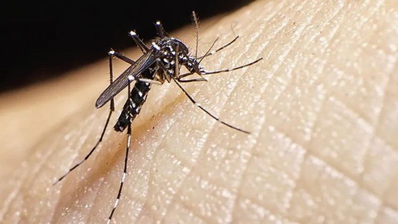 Llega a la Argentina la vacuna contra el dengue: definen quiénes las recibirán gratis
