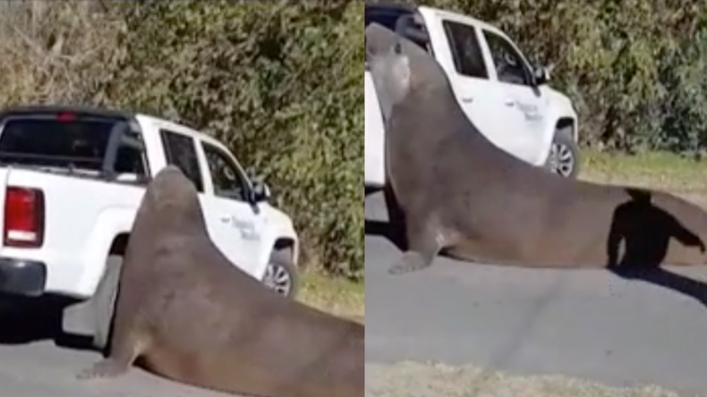 Un elefante marino gigante apareció en Ensenada.&nbsp;